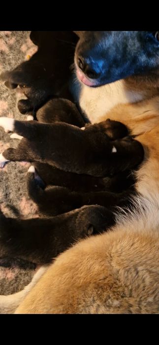 Akita Amerykanska FCI szczenie, piesek