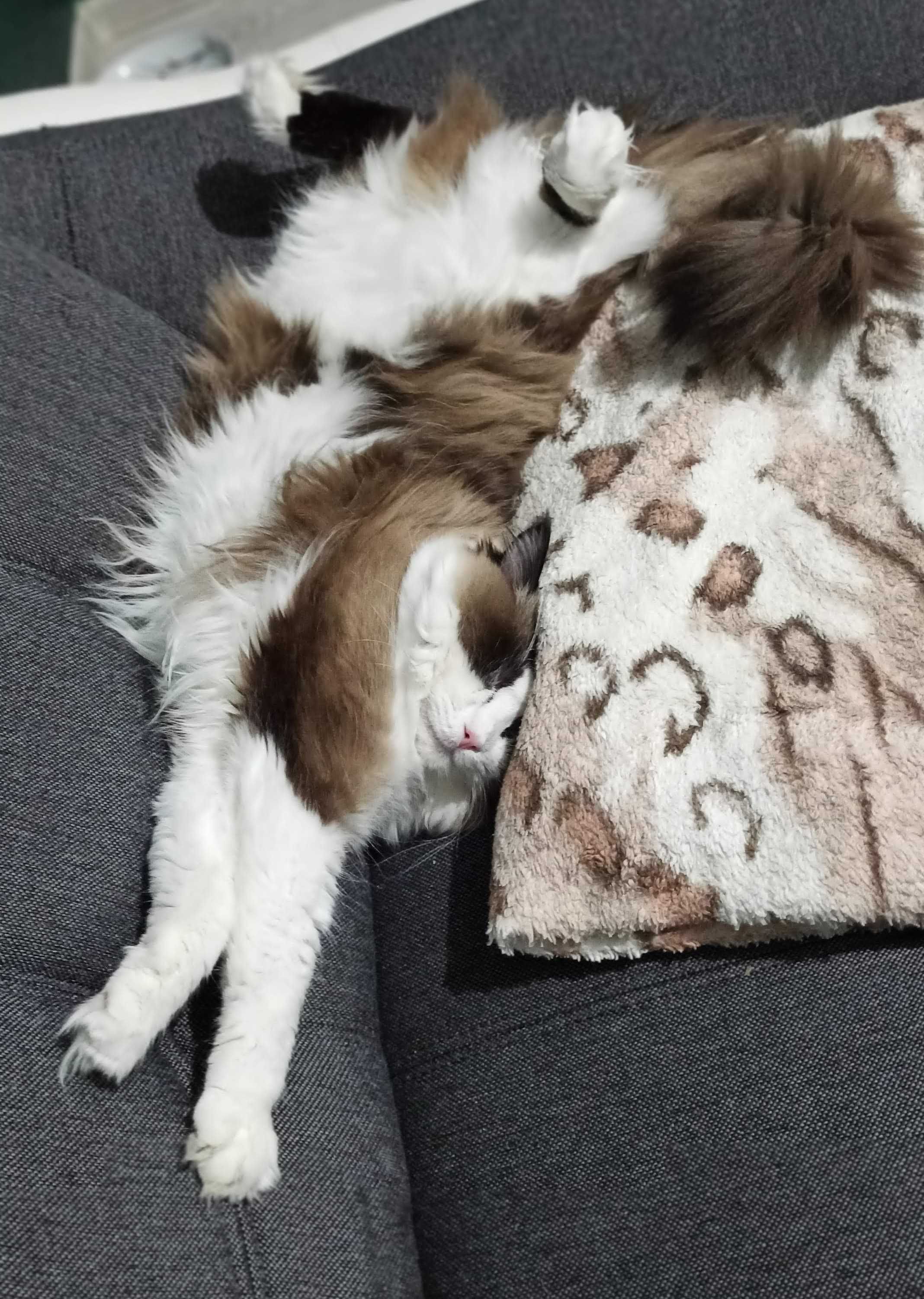 Kotka Ragdoll odbiór we wrześniu
