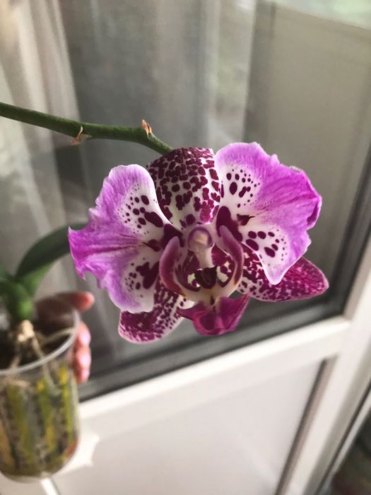 Орхідея, фаленопсит розпродаю свою колекцію