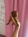 Pudelek toy chlopak