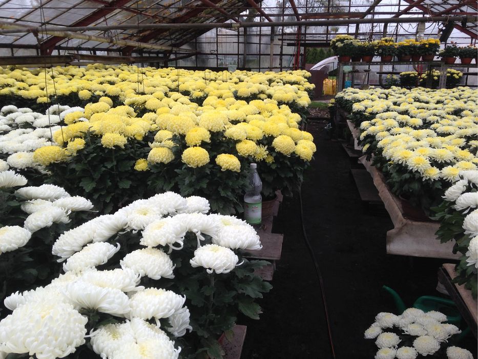 Chryzantemy wielkokwiatowe