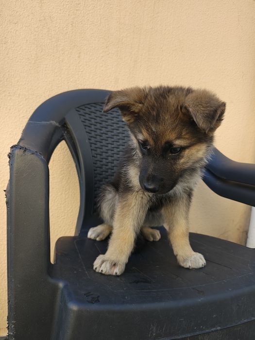Pastor alemão fêmea pura Lindissima