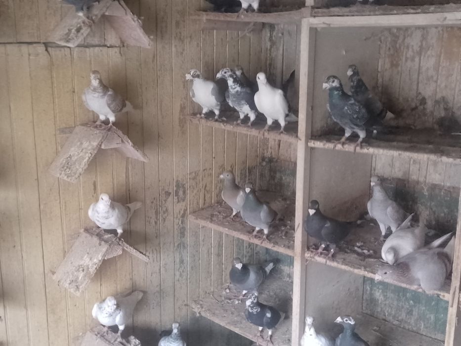 Gołębie staropolskie okazja