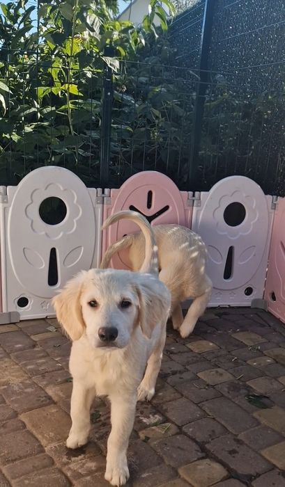 Хлопчики  golden  retriever