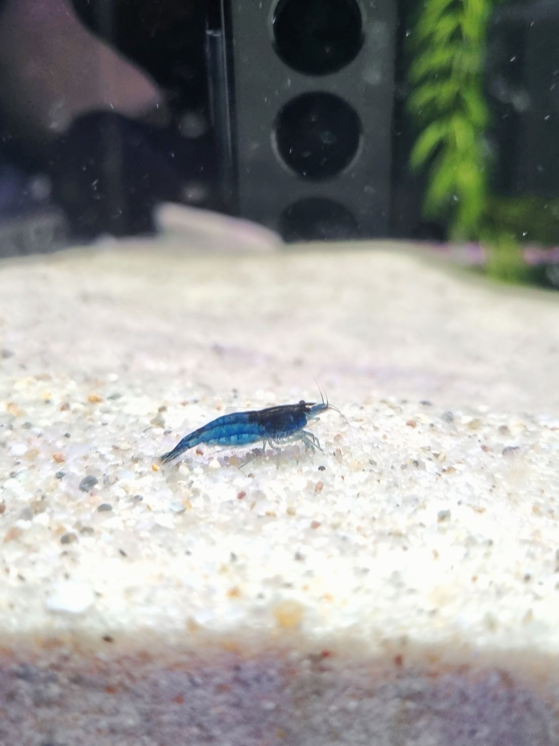 Krewetka neocaridina blue Velvet