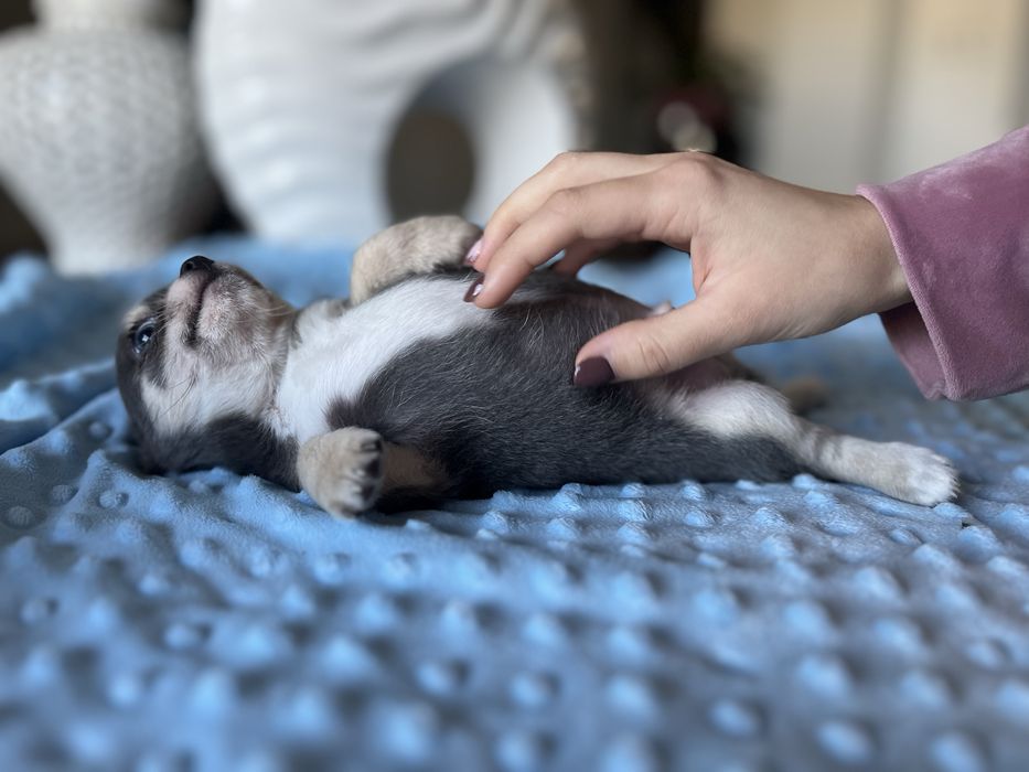 Chihuahua krótkowłosa