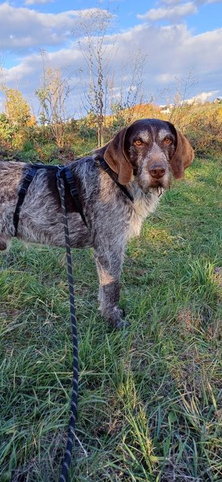 Oluś szuka kochającego domu