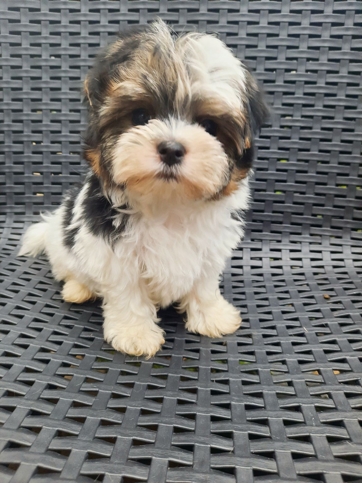 Yorkshire Terrier Biewer samiec miniaturowy