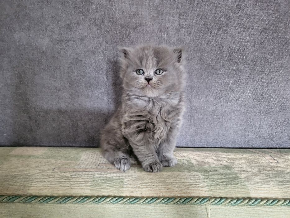 Шотландський хлопчик