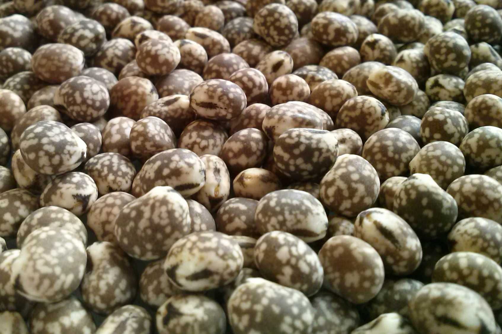 Groch Słonecznik Rajgras Trawa KONICZYNA BÓB LUCERNA Sorgo Proso Wyka
