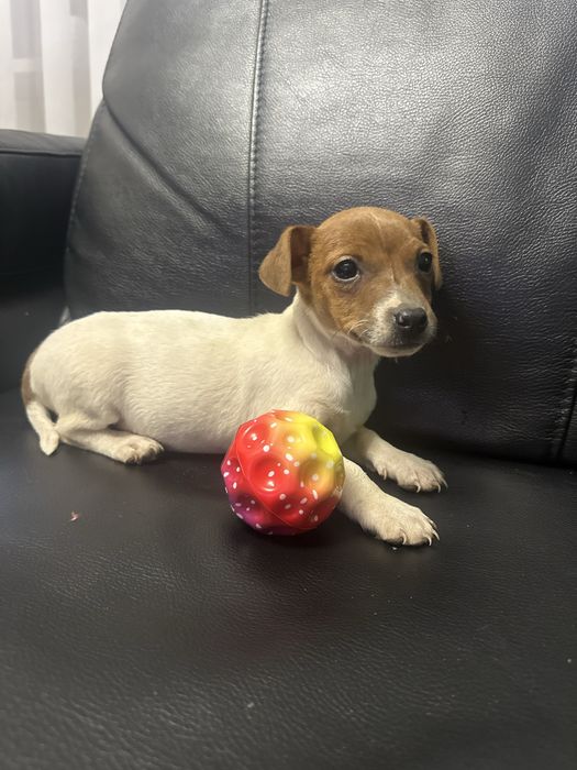 Suczka Jack Russell Terrier z Rodowodem