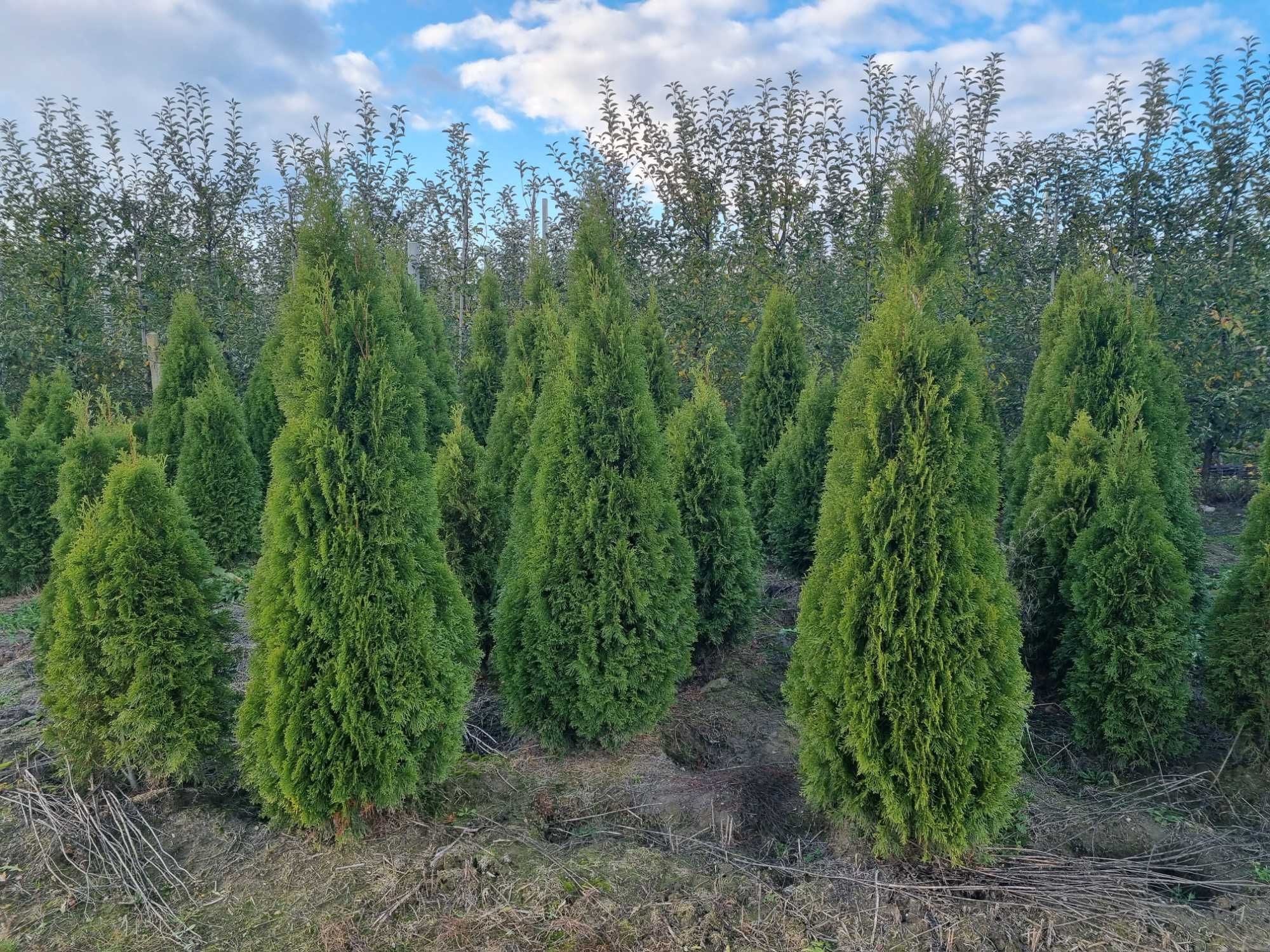 Tuja szmaragd 150 cm, żywotnik zachodni ,,smaragd", Thuja occidentalis