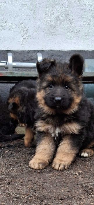 Owczarek niemiecki długowłosy   szczenie