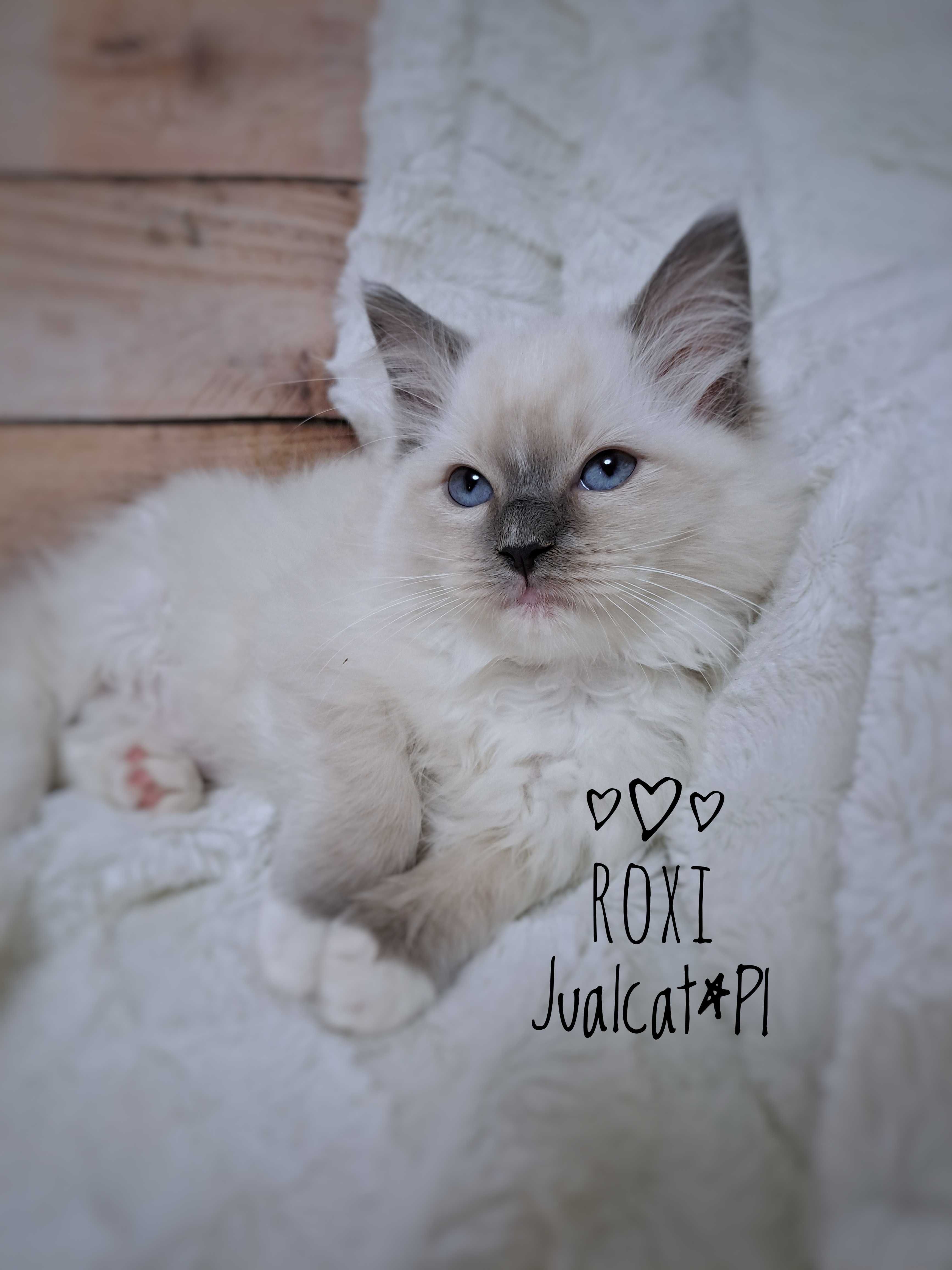 RAGDOLL Kotka koteczka blue mitted Rodówod FPL do ODBIORU