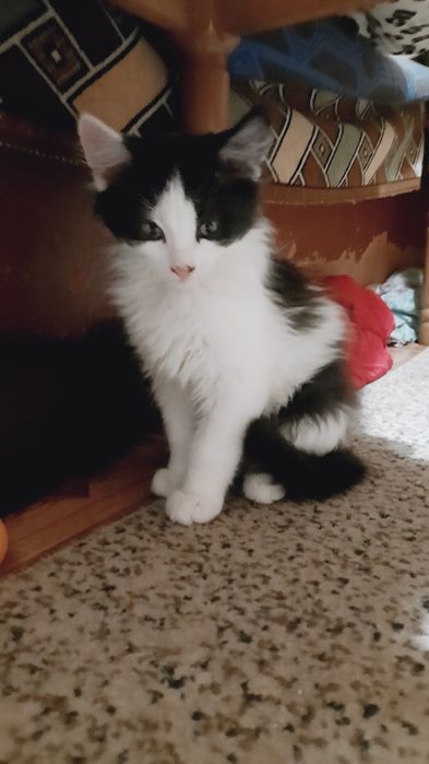 Віддам в люблячу родину котика
