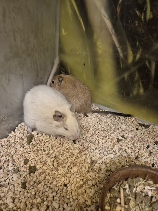 Koszatniczki Kraków (Swoszowice)