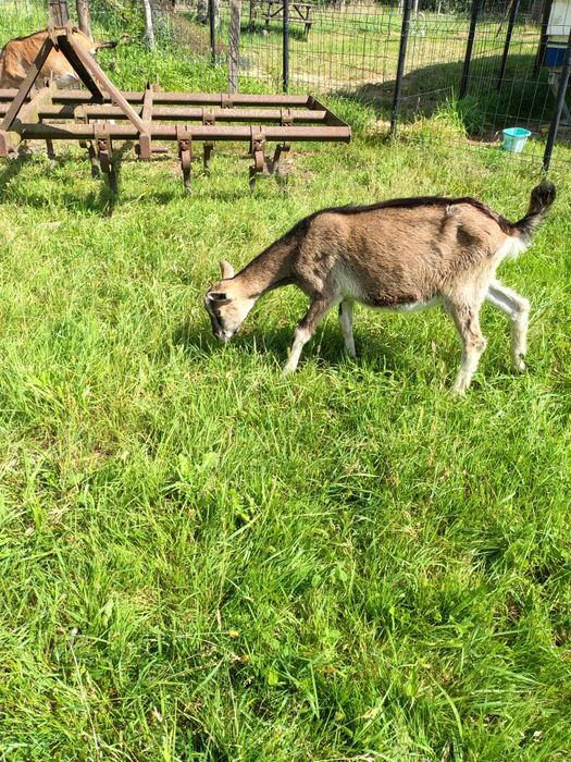 Koziołek urodzony w kwietniu