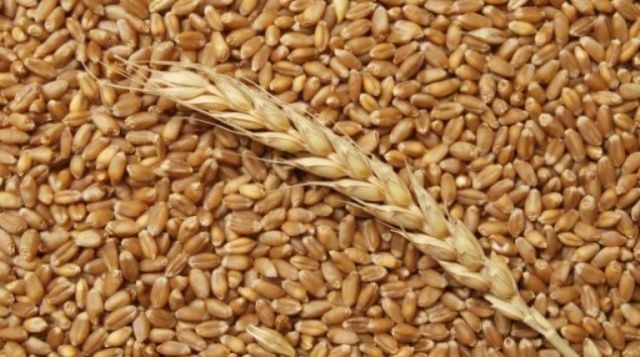 Пшеница 6 грн, веянная