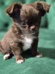 Śliczna Czekoladowa Chihuahua Długowłosa