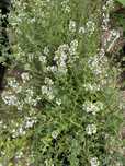 tomilho (Thymus vulgaris)