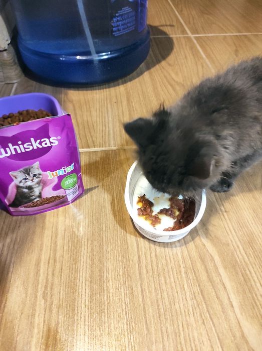 Котенок в добрые руки