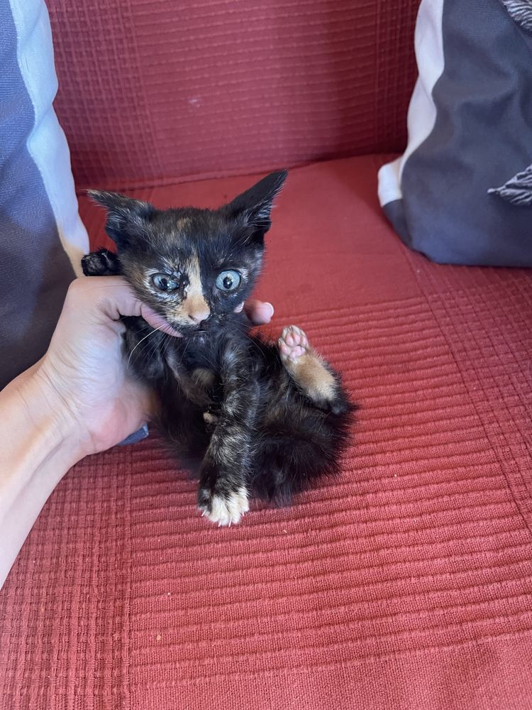 Gatinhas lindas para adoção