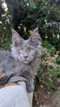 Przepiękny kocur Maine Coon niebieski solid /opcja/ zapraszamy