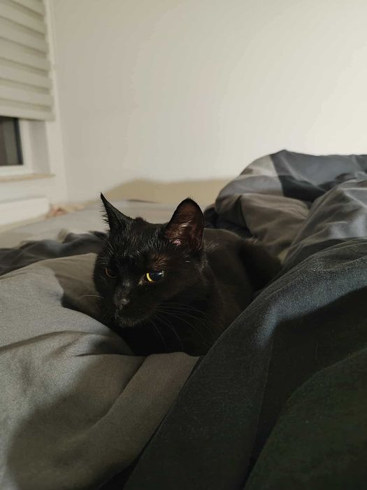 Oddam czarną kotkę