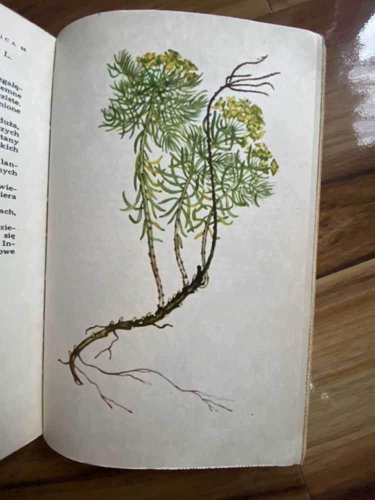 Barbara Rutkowska. Atlas Roślin Łąkowych I Pastwiskowych
