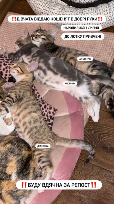 Отдам котят в добрые руки