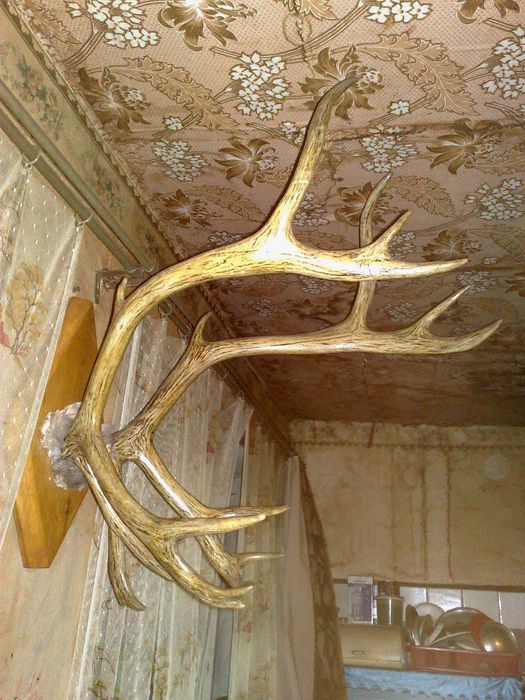 Оленьи рога тундра