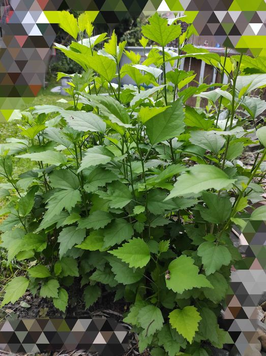 5 x hibiskus mix kolorów