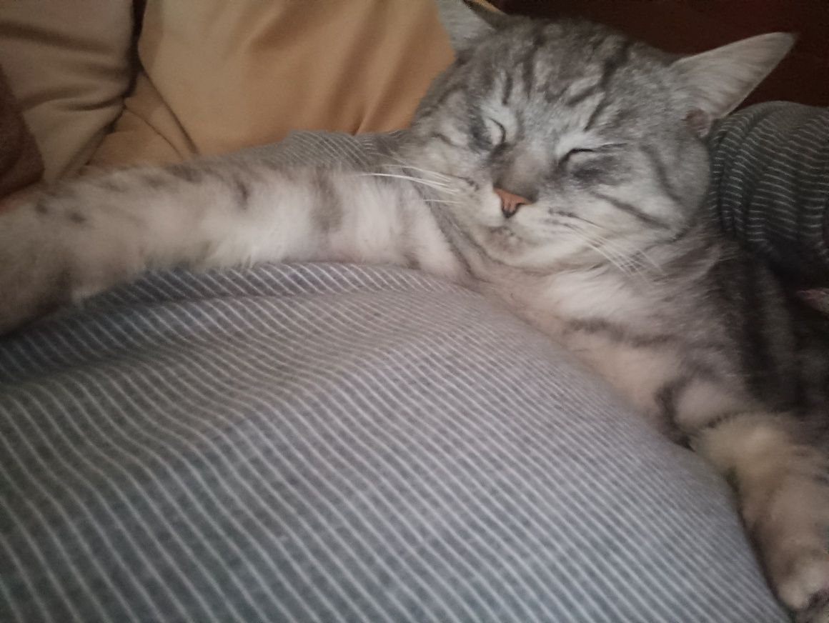Кіт, котик безкоштовно