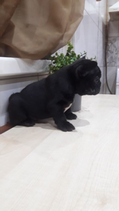Французский бульдог