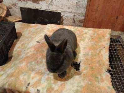 Samiec wiedeński niebieski