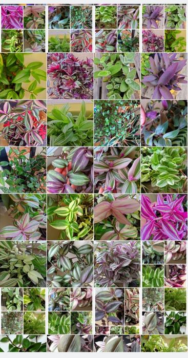 Trzykrotki duży zestaw 20 odmian kolorowe kwiaty doniczkowe