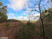 Zainwestuj w 2,83 ha gruntu leśnego w Ołdakach