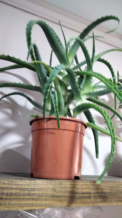 Домашні рослини, квіти