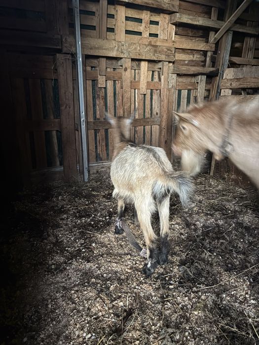Vendo cabritas novas