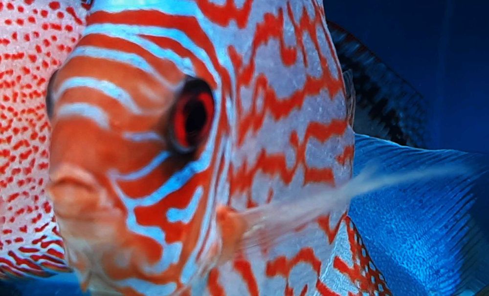 Discus Europeus Stendeker, piowasky
