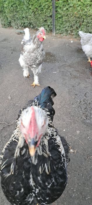 Sprzedam młode koguty z czerwca