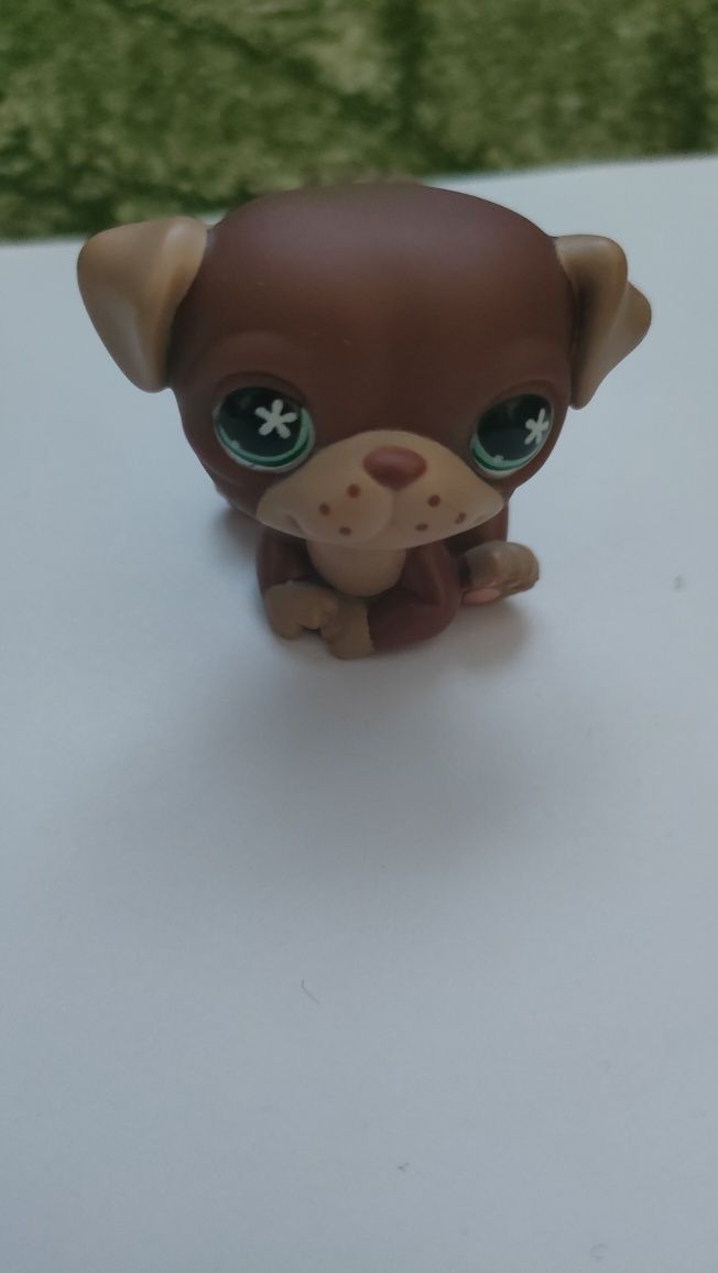 Piesek mops Littlest Pet Shop LPS