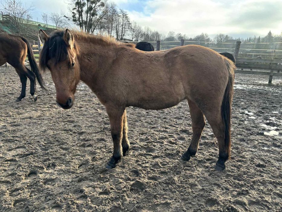 Sprzedam klaczkę fiorda