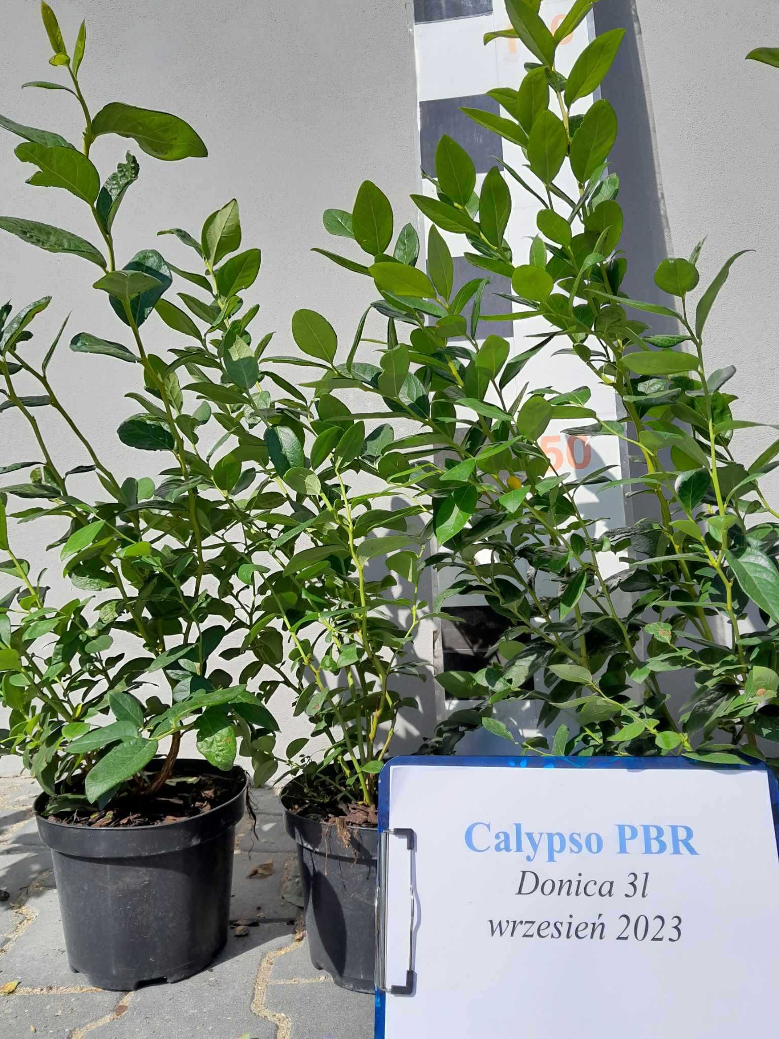 Borówka Amerykańska Calypso CAC 3 letnia donica 3 Litry PREMIUM