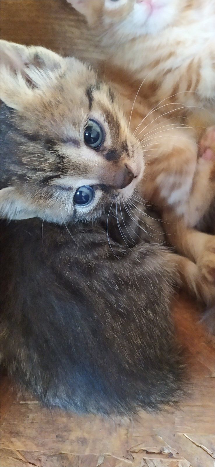 Котики  даром!!!