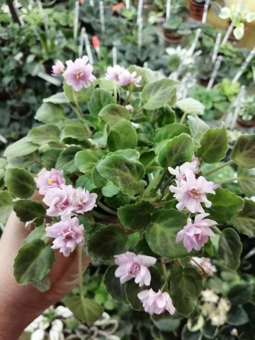 Сортові фіалочки