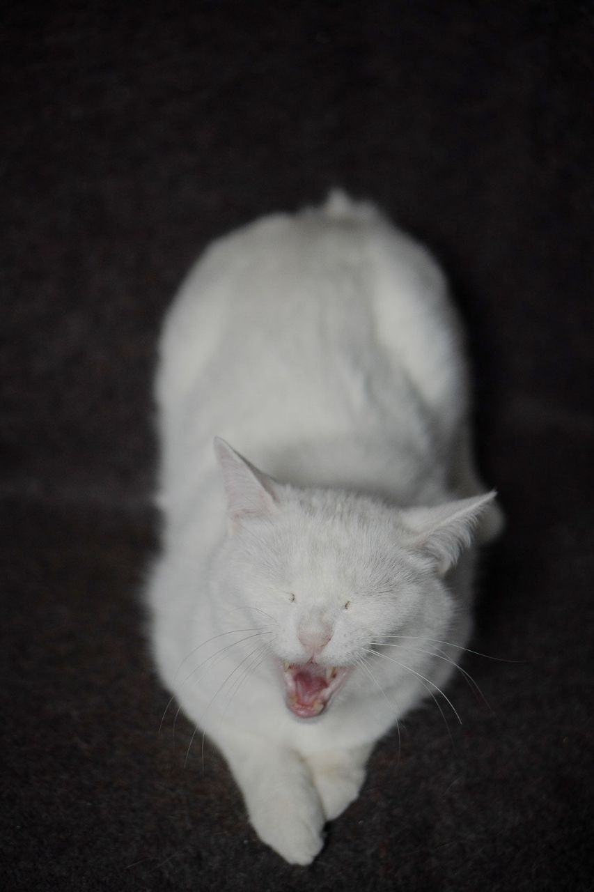 Котя! Котик 1,5 р. Мітити не буде