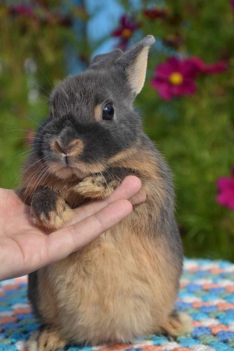 Karzełek niderlandzki / do kg w dorosłości