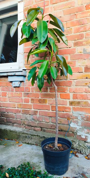 Фікус дерево 1,65 м вазон Еластика декора зелень фикус