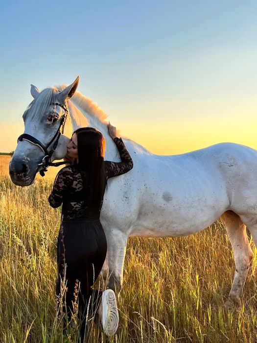 Продам Лошадь Кобыла